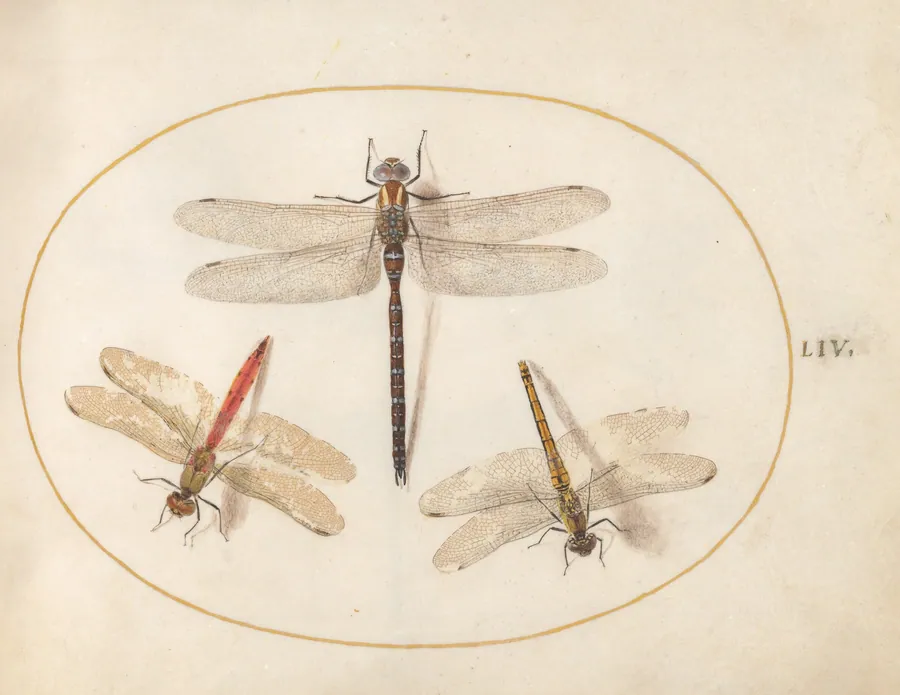 Plate 54: Hairy Dragonfly and Two Darters by Joris Hoefnagel