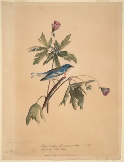 Blue Yellow Back Warbler