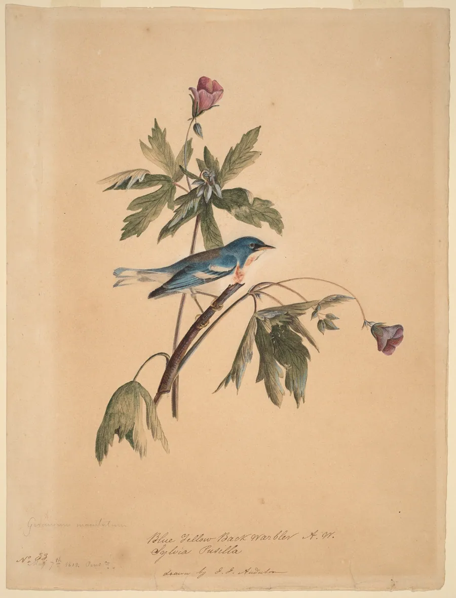 Blue Yellow Back Warbler by John James Audubon