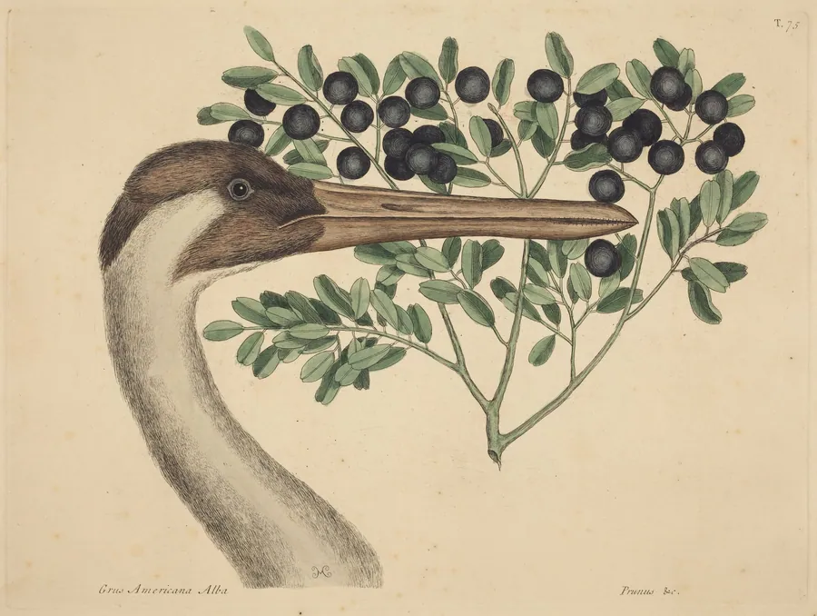 The Hooping Crane (Ardea Americana) by Mark Catesby