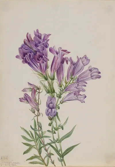 Purple Pentstemon (Pentstemon lyallii)
