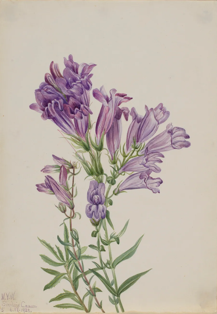 Purple Pentstemon (Pentstemon lyallii) by Mary Vaux Walcott, born Philadelphia, PA 1860-died St. Andrews, New Brunswick, Canada 1940