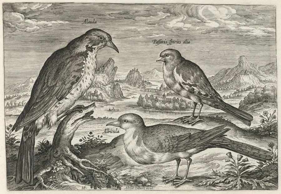 Lark and Two Smaller Birds by Adriaen Collaert