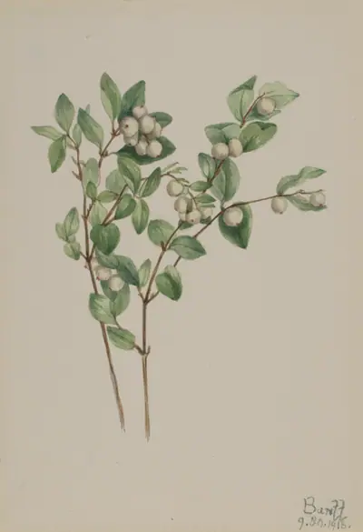 Snowberry (Symphoricarpos albus)