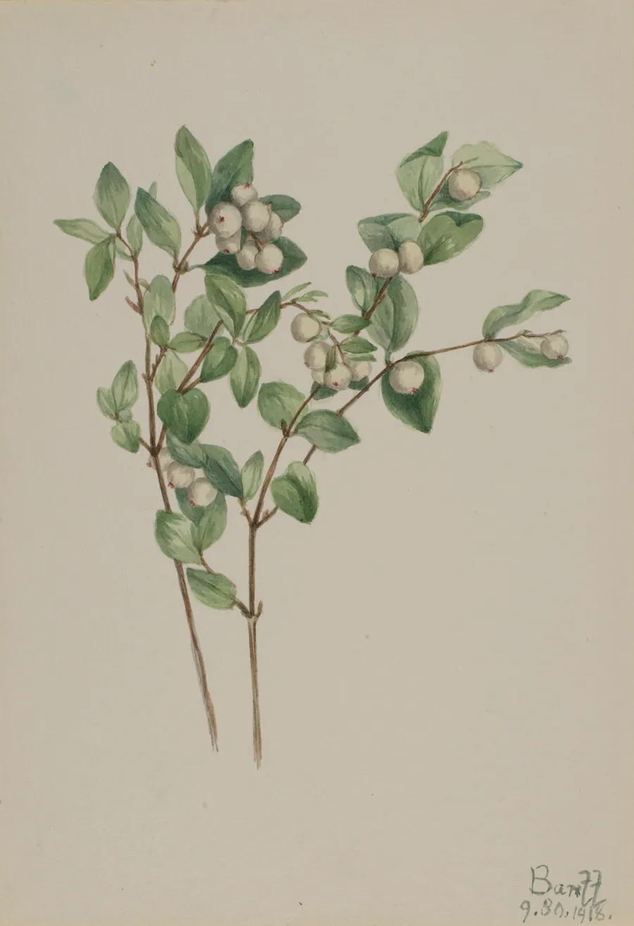 Snowberry (Symphoricarpos albus) by Mary Vaux Walcott, born Philadelphia, PA 1860-died St. Andrews, New Brunswick, Canada 1940