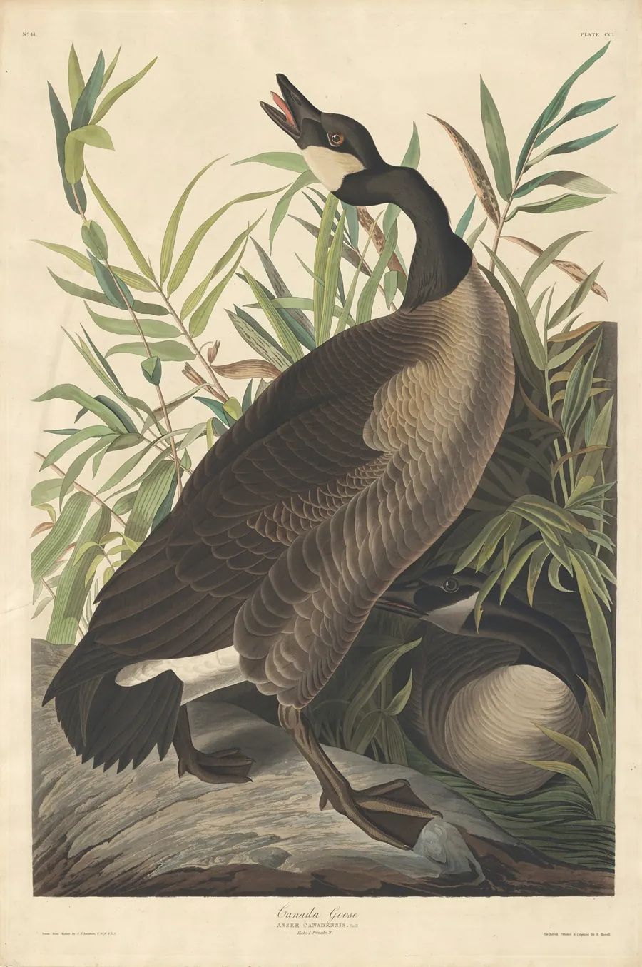 Canada Goose by Robert Havell, Jr.