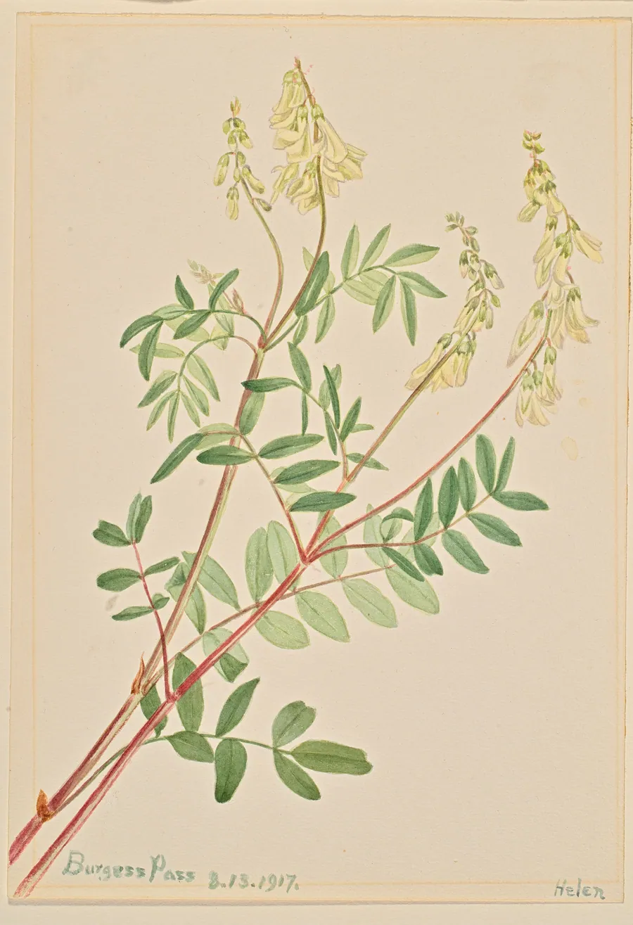 Hedysarum (Hedysarum sulphurescens) by Mary Vaux Walcott, born Philadelphia, PA 1860-died St. Andrews, New Brunswick, Canada 1940