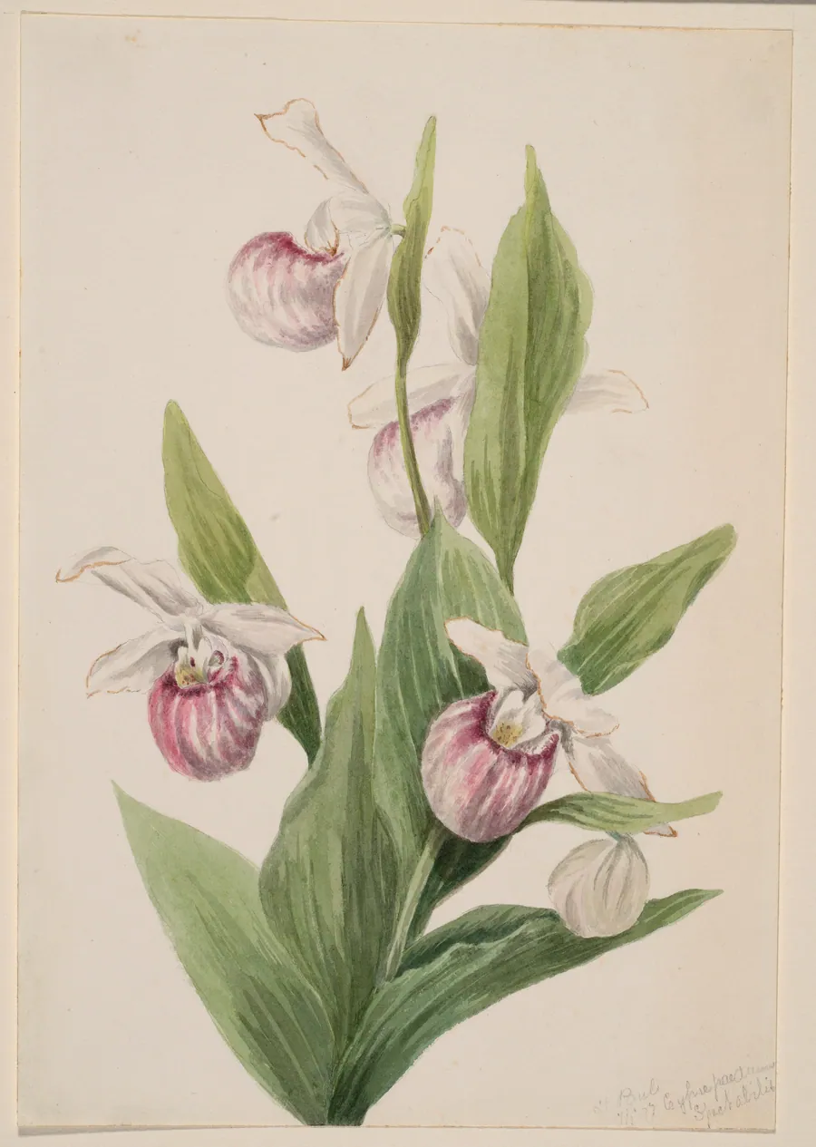 Queen's Slipper (Cypripedium reginae) by Mary Vaux Walcott, born Philadelphia, PA 1860-died St. Andrews, New Brunswick, Canada 1940