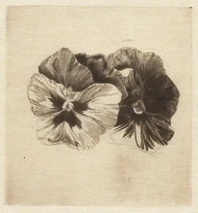 Pansies