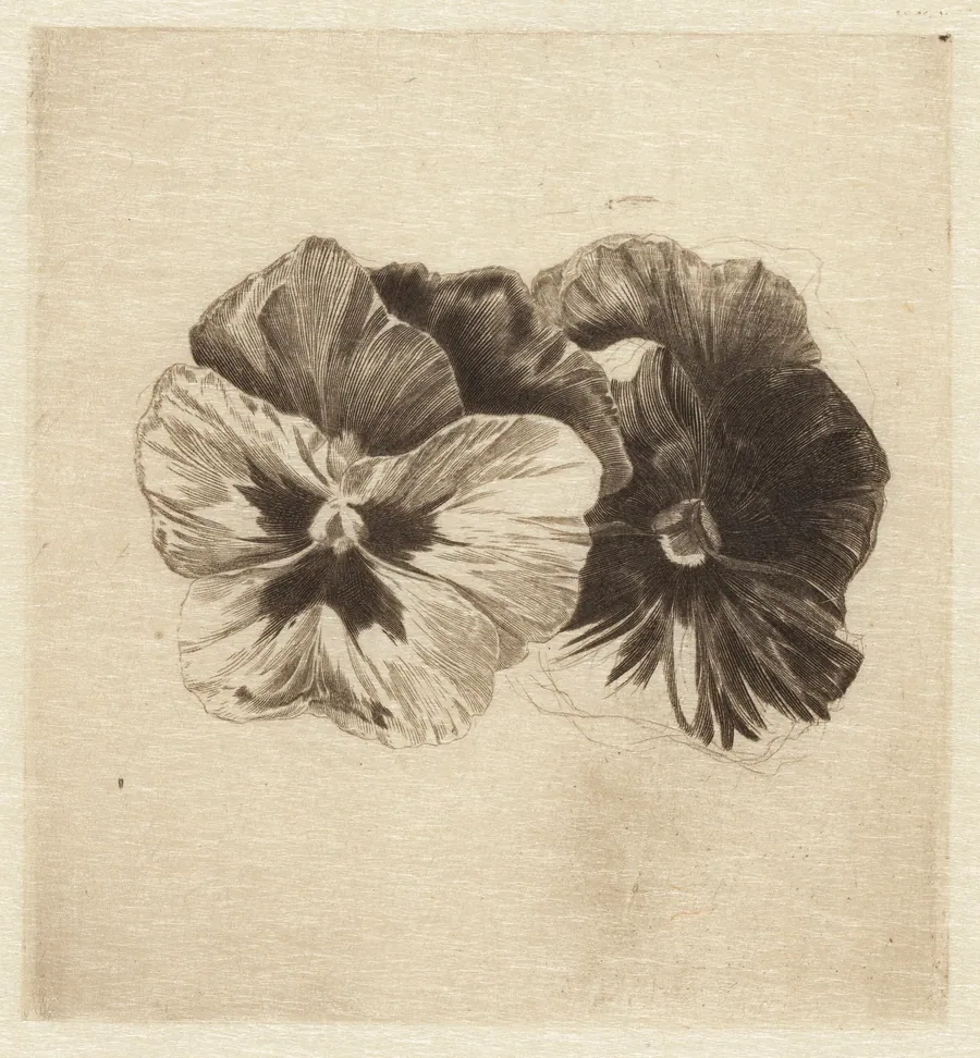 Pansies by James David Smillie