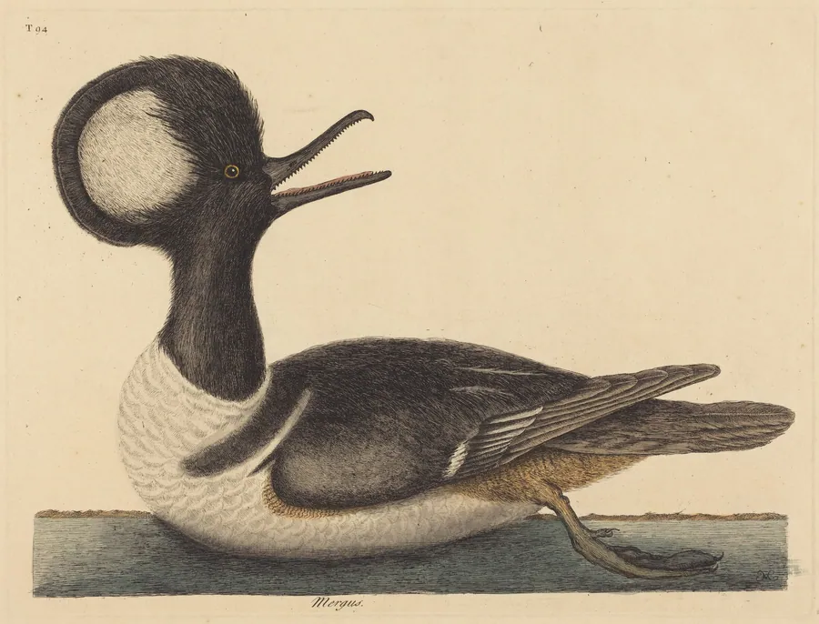 The Round Crested Duck (Mergus cucullatus) by Mark Catesby