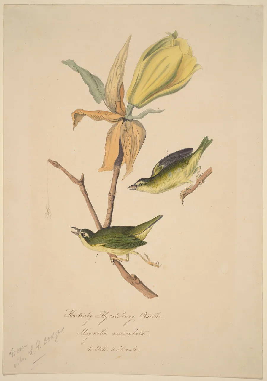 Kentucky Fly-catching Warbler by John Woodhouse Audubon
