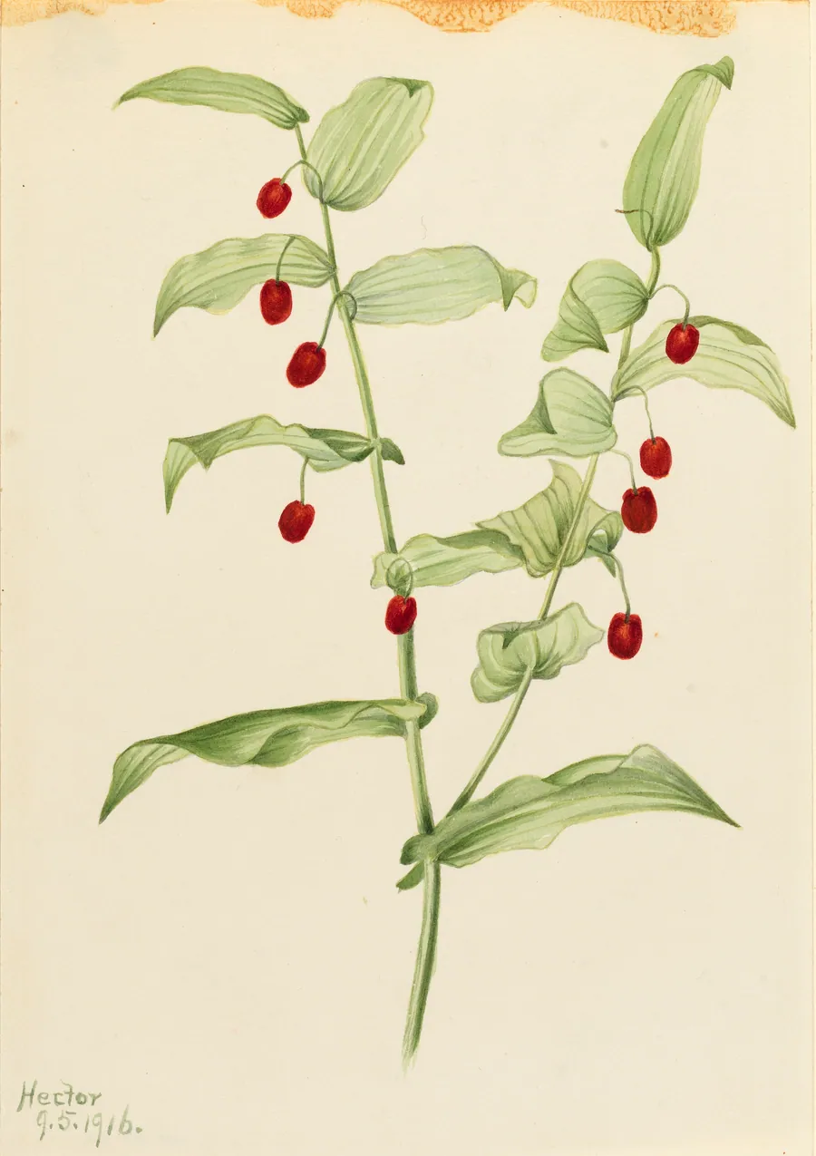 Clasping Twisted Stalk (Streptopus amplexifolius) by Mary Vaux Walcott, born Philadelphia, PA 1860-died St. Andrews, New Brunswick, Canada 1940