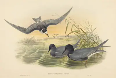 Hydrochelidon nigra