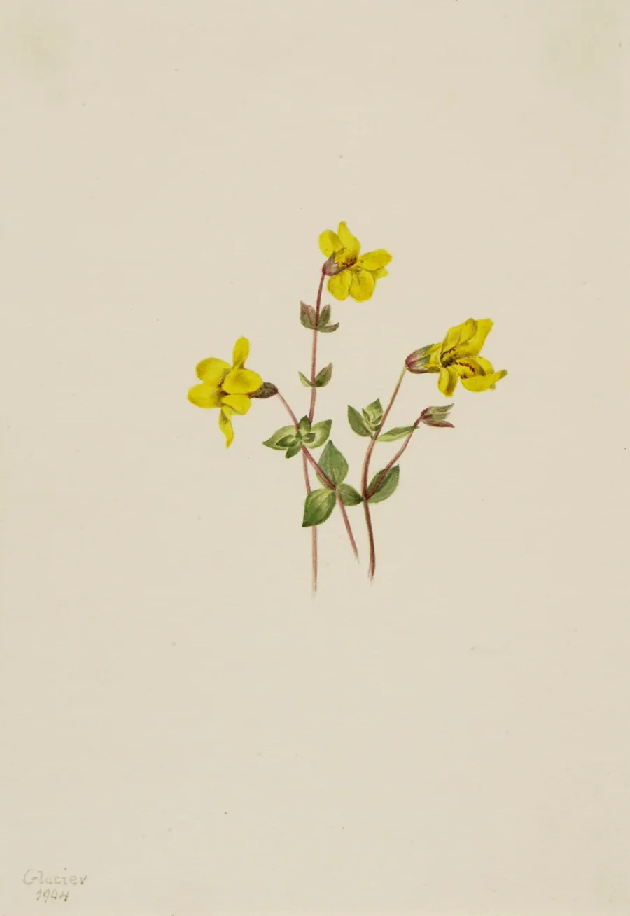 Alpine Monkey Flower (Mimulus caespitosus) by Mary Vaux Walcott, born Philadelphia, PA 1860-died St. Andrews, New Brunswick, Canada 1940