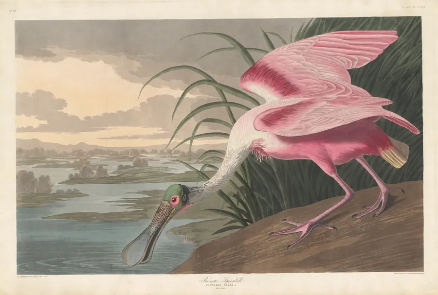 Roseate Spoonbill by Robert Havell, Jr.