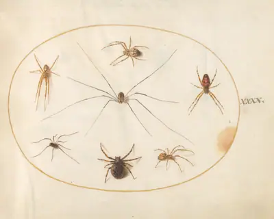 Plate 40: Eight Spiders, Including a Cross Spider, with an Egg Sac