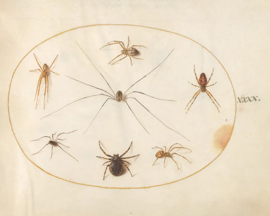 Plate 40: Eight Spiders, Including a Cross Spider, with an Egg Sac by Joris Hoefnagel
