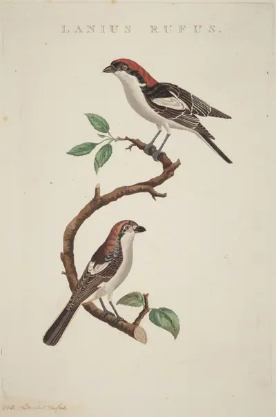 Lanius rufus