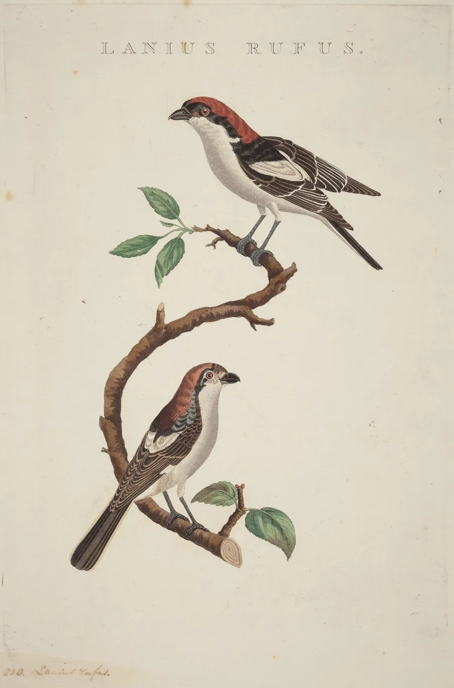 Lanius rufus by American 19th Century
