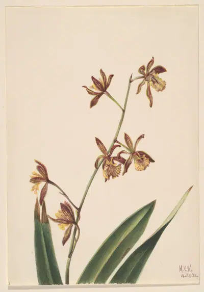 Untitled (Flower Study)