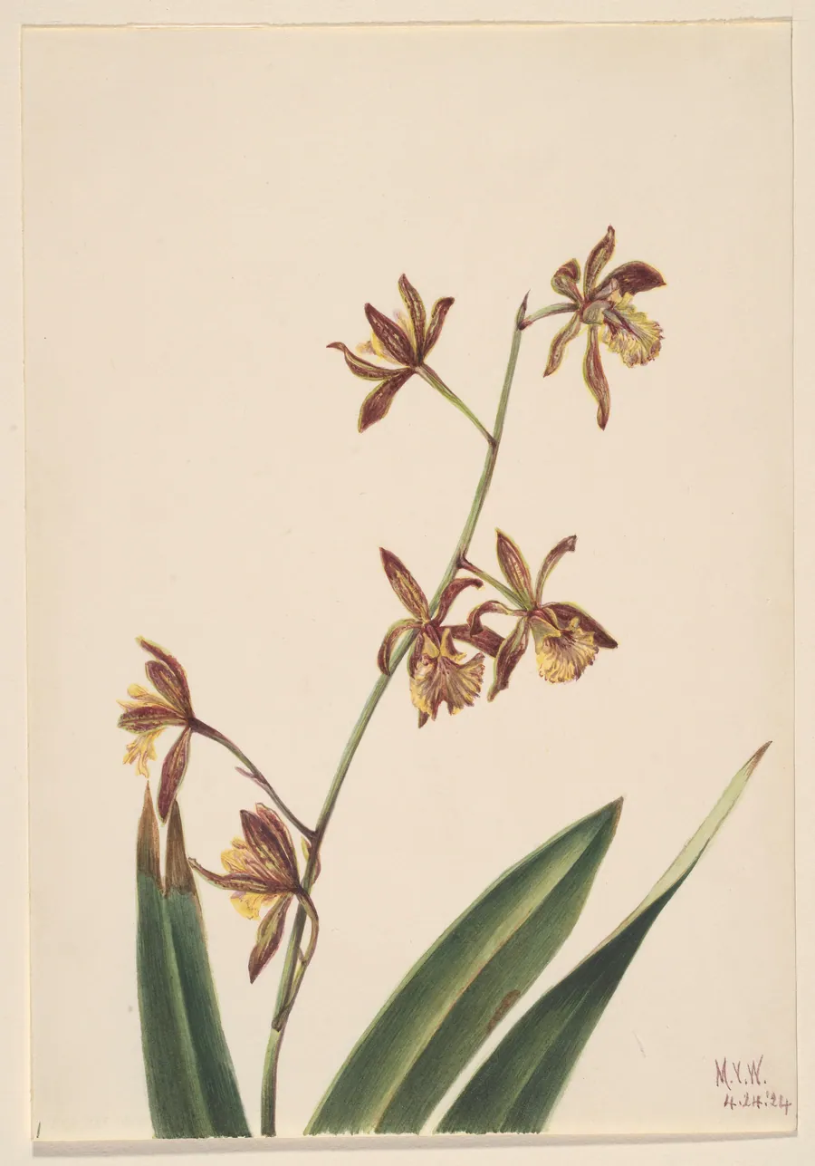 Untitled (Flower Study) by Mary Vaux Walcott, born Philadelphia, PA 1860-died St. Andrews, New Brunswick, Canada 1940