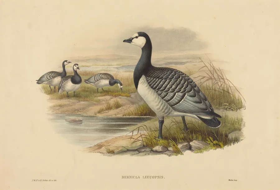 Barnacle Goose (Bernicla Leucopsis) by H.C. Richter