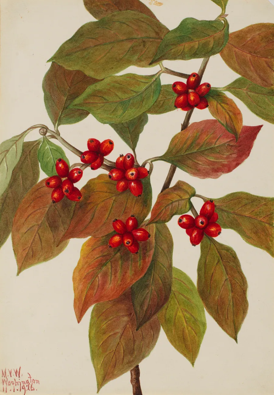Flowering Dogwood (Cornus florida) by Mary Vaux Walcott, born Philadelphia, PA 1860-died St. Andrews, New Brunswick, Canada 1940
