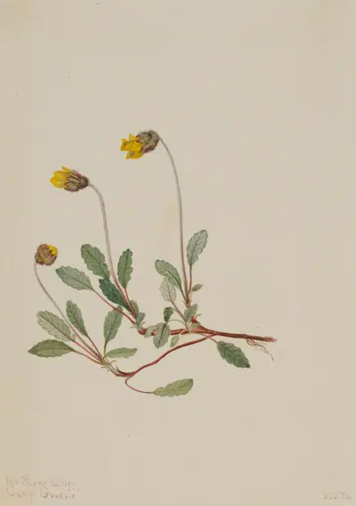 Yellow Dryad (Dryas drummondii)