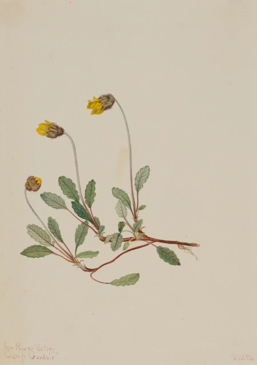 Yellow Dryad (Dryas drummondii) by Mary Vaux Walcott, born Philadelphia, PA 1860-died St. Andrews, New Brunswick, Canada 1940