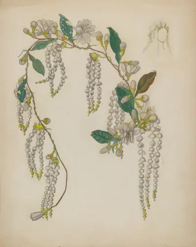Bridal Wreath