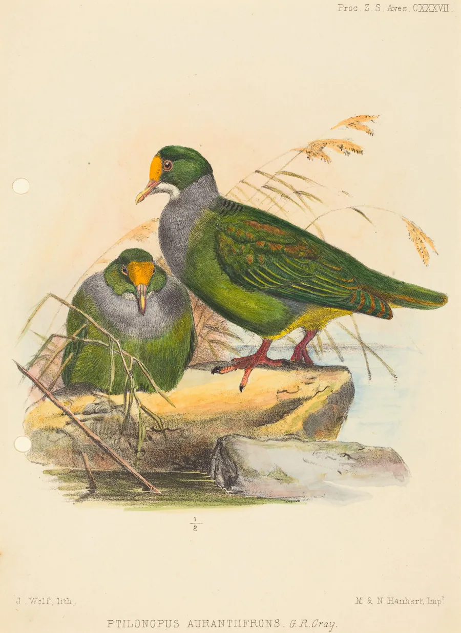 Two Birds (Ptilonopus Auranthfrons) by Joseph Wolf