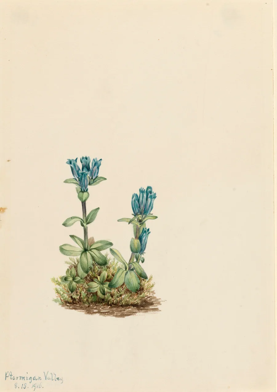 Bluegreen Gentian (Gentiana glauca) by Mary Vaux Walcott, born Philadelphia, PA 1860-died St. Andrews, New Brunswick, Canada 1940