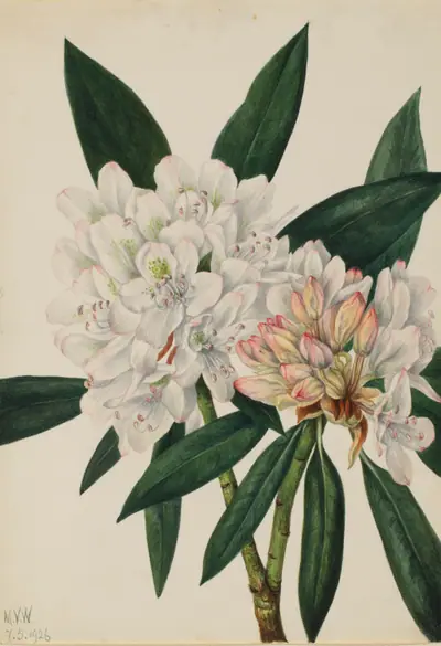 Rosebay Rhododendron (Rhododendron maximum)
