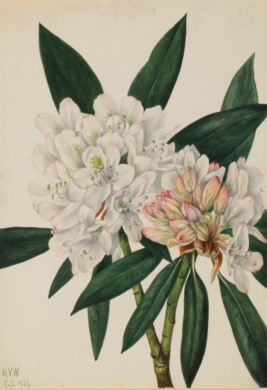 Rosebay Rhododendron (Rhododendron maximum) by Mary Vaux Walcott, born Philadelphia, PA 1860-died St. Andrews, New Brunswick, Canada 1940