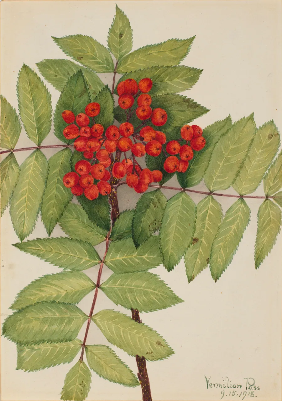 Western Mountain Ash (Sorbus sambucifolia) by Mary Vaux Walcott, born Philadelphia, PA 1860-died St. Andrews, New Brunswick, Canada 1940