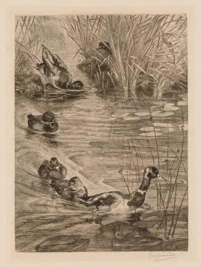 Ducks at play