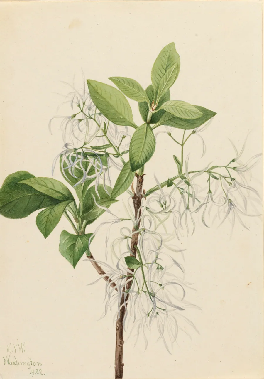 Fringe Tree (Chionanthus virginica) by Mary Vaux Walcott, born Philadelphia, PA 1860-died St. Andrews, New Brunswick, Canada 1940