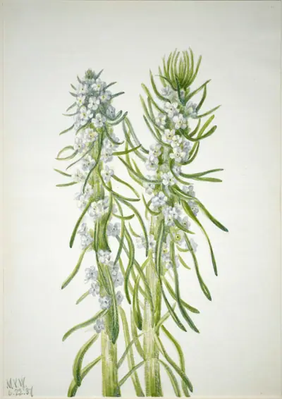 Miner's Candle (Oreocarya virgata)