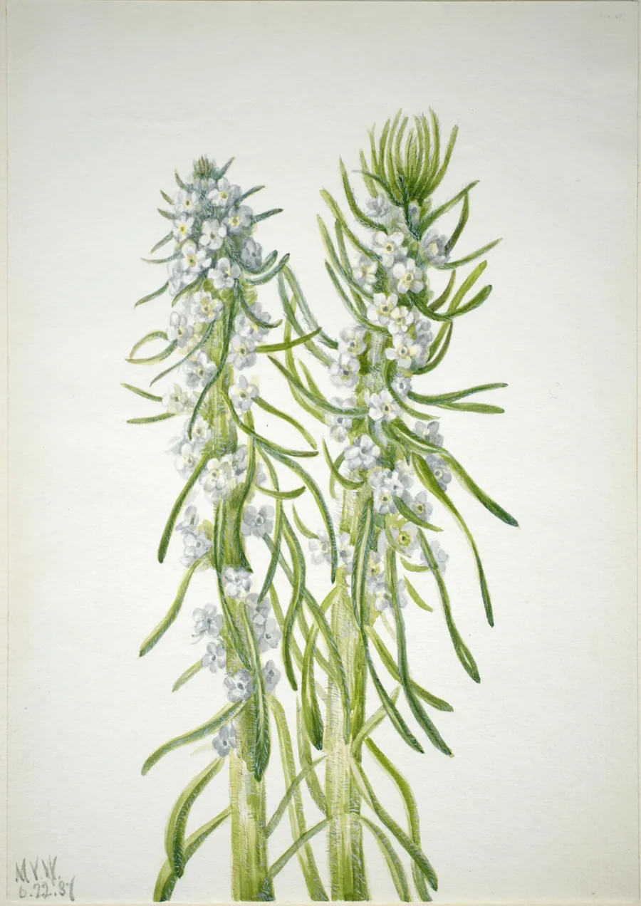 Miner's Candle (Oreocarya virgata) by Mary Vaux Walcott, born Philadelphia, PA 1860-died St. Andrews, New Brunswick, Canada 1940