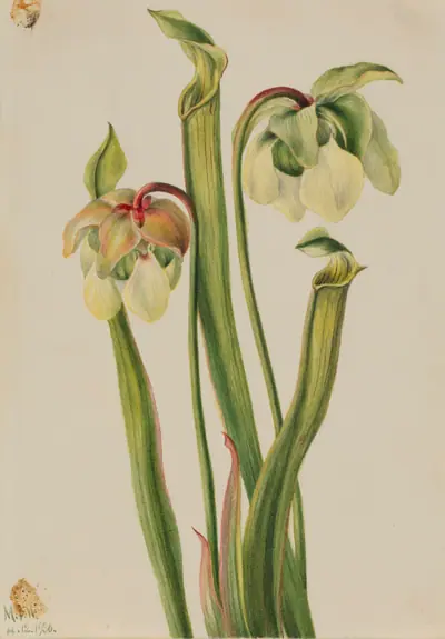 Hybrid Pitcherplant (Sarracenia minor)