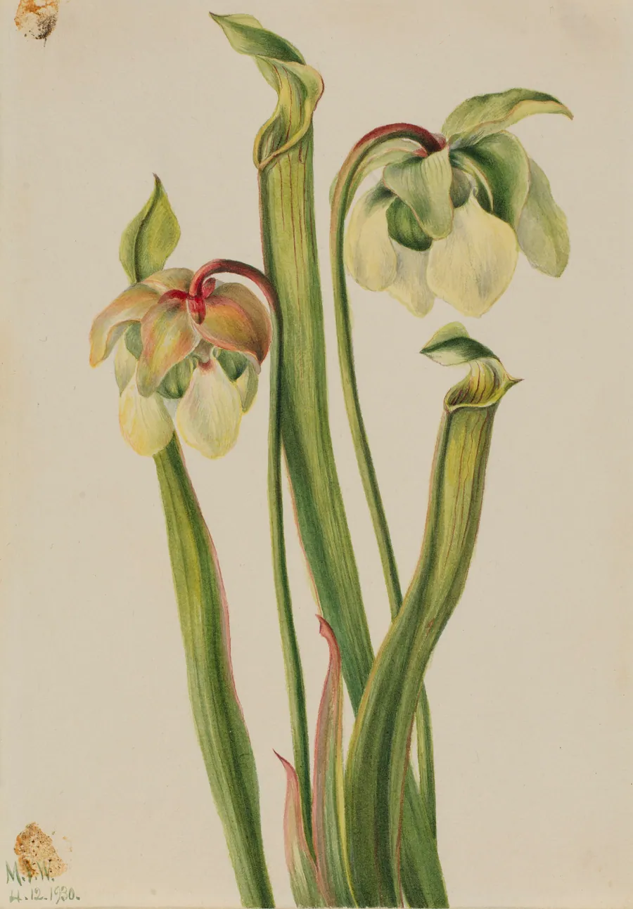 Hybrid Pitcherplant (Sarracenia minor) by Mary Vaux Walcott, born Philadelphia, PA 1860-died St. Andrews, New Brunswick, Canada 1940