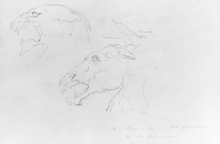 Sketches of Two Animal Skulls by William Rimmer