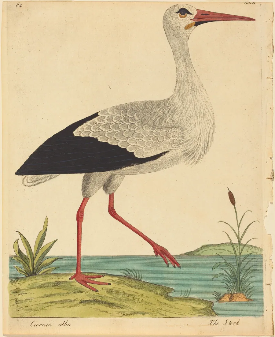 The Stork (Ciconia Alba) by Eleazar Albin