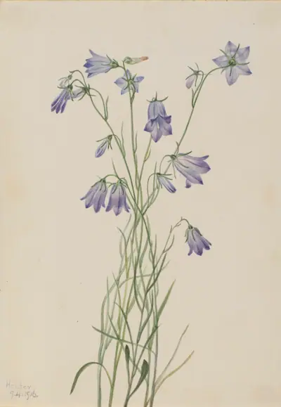 Harebell (Campanula rotundifolia)
