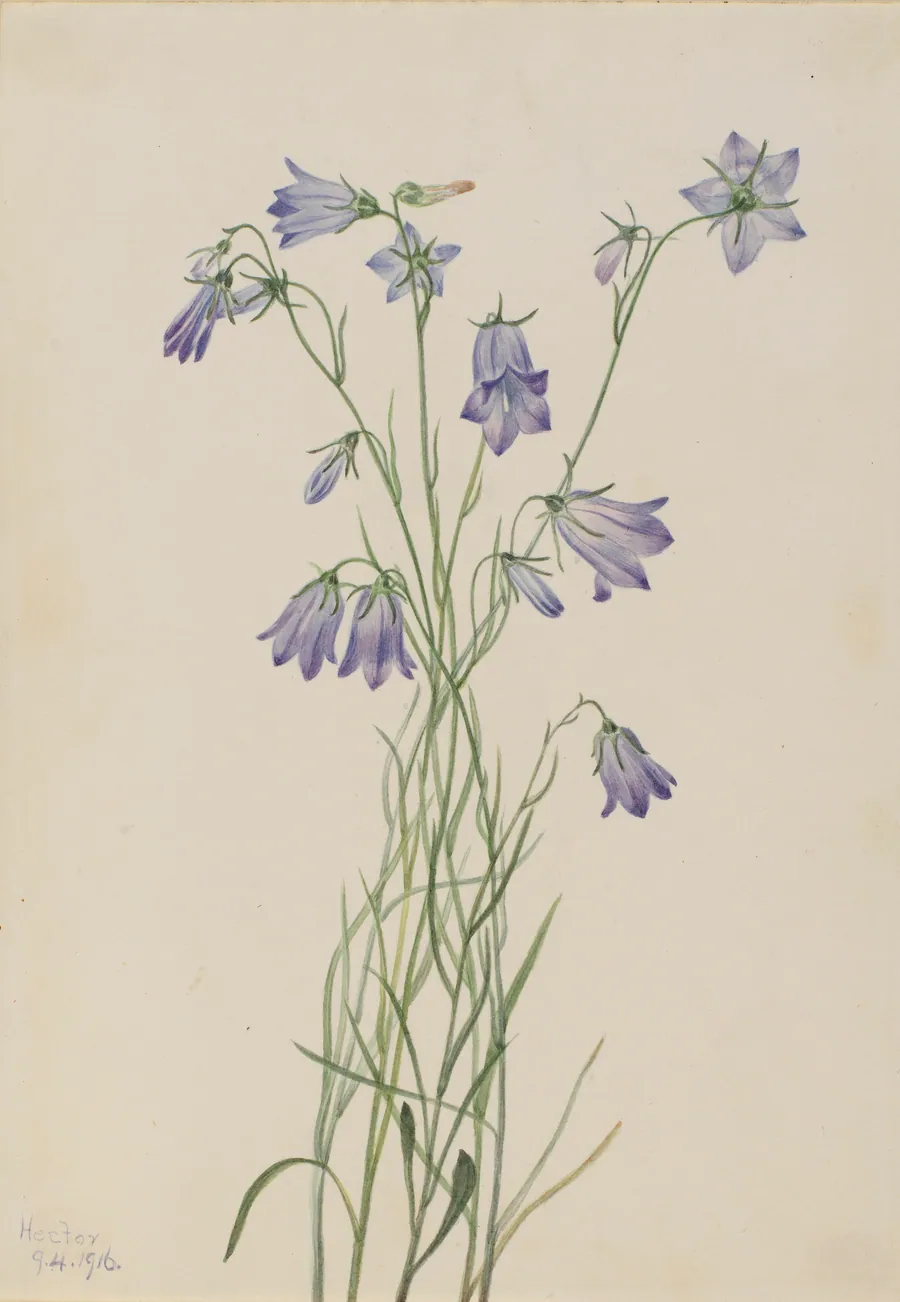 Harebell (Campanula rotundifolia) by Mary Vaux Walcott, born Philadelphia, PA 1860-died St. Andrews, New Brunswick, Canada 1940