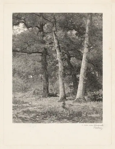 A Forest Clearing