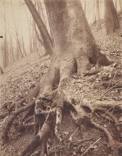 Trees and Roots