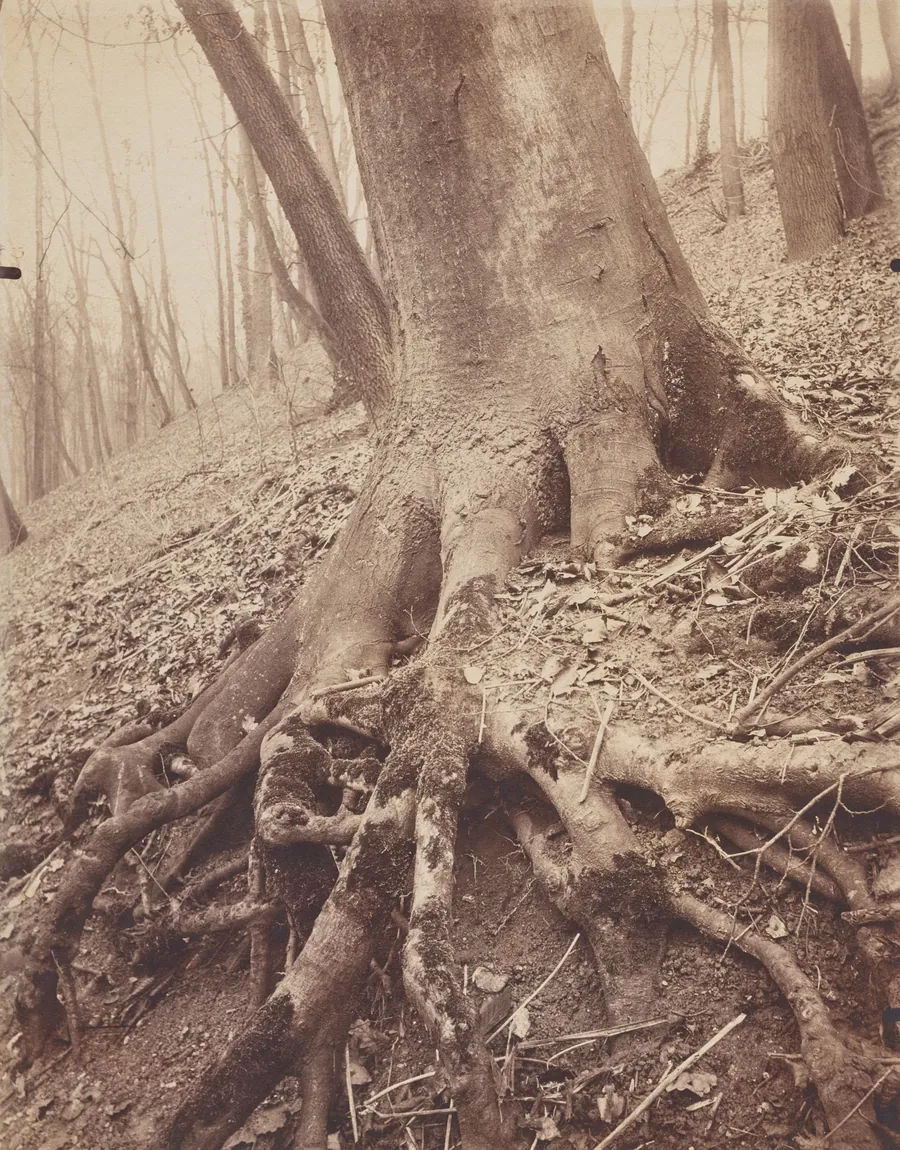 Trees and Roots by Eugène Atget