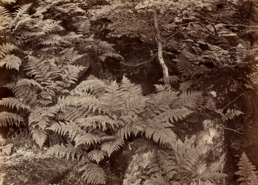 Untitled (Fern Study) by Frank Meadow Sutcliffe